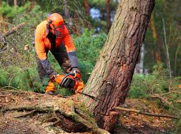 Best Palm Tree Trimming  in Maple Grove, MN