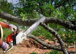 Best Emergency Tree Removal  in Maple Grove, MN