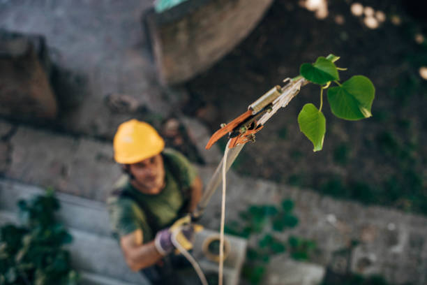 Best Root Management and Removal  in Maple Grove, MN