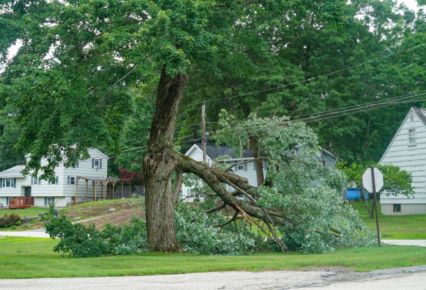 How Our Tree Care Process Works  in  Maple Grove, MN