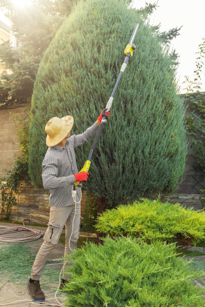 Best Tree Maintenance Programs  in Maple Grove, MN