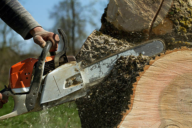 Best Tree Removal  in Maple Grove, MN